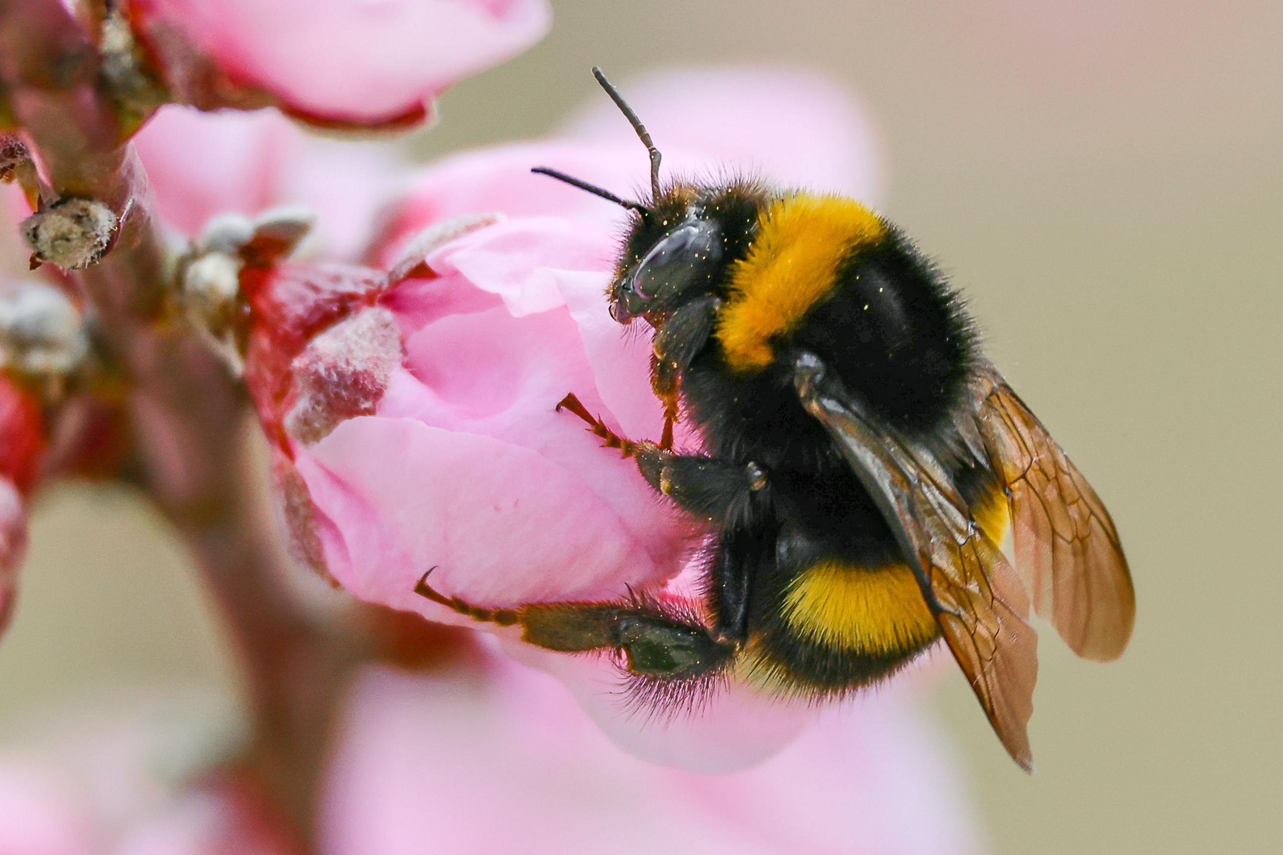 Bumblebee seen on a pink flower 