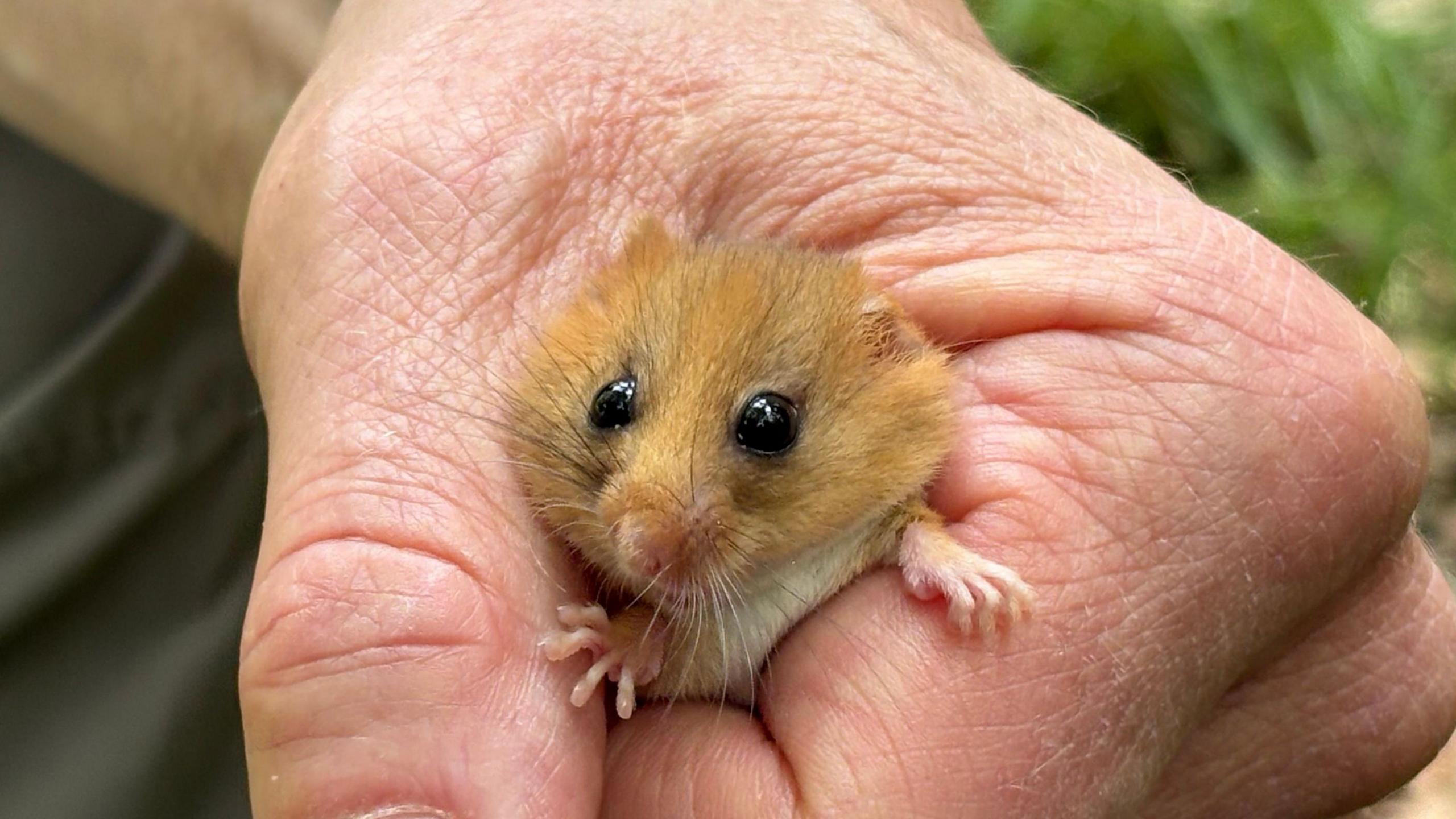 A close up of a hazel coloured dormouse in the hand of the dormouse officer.