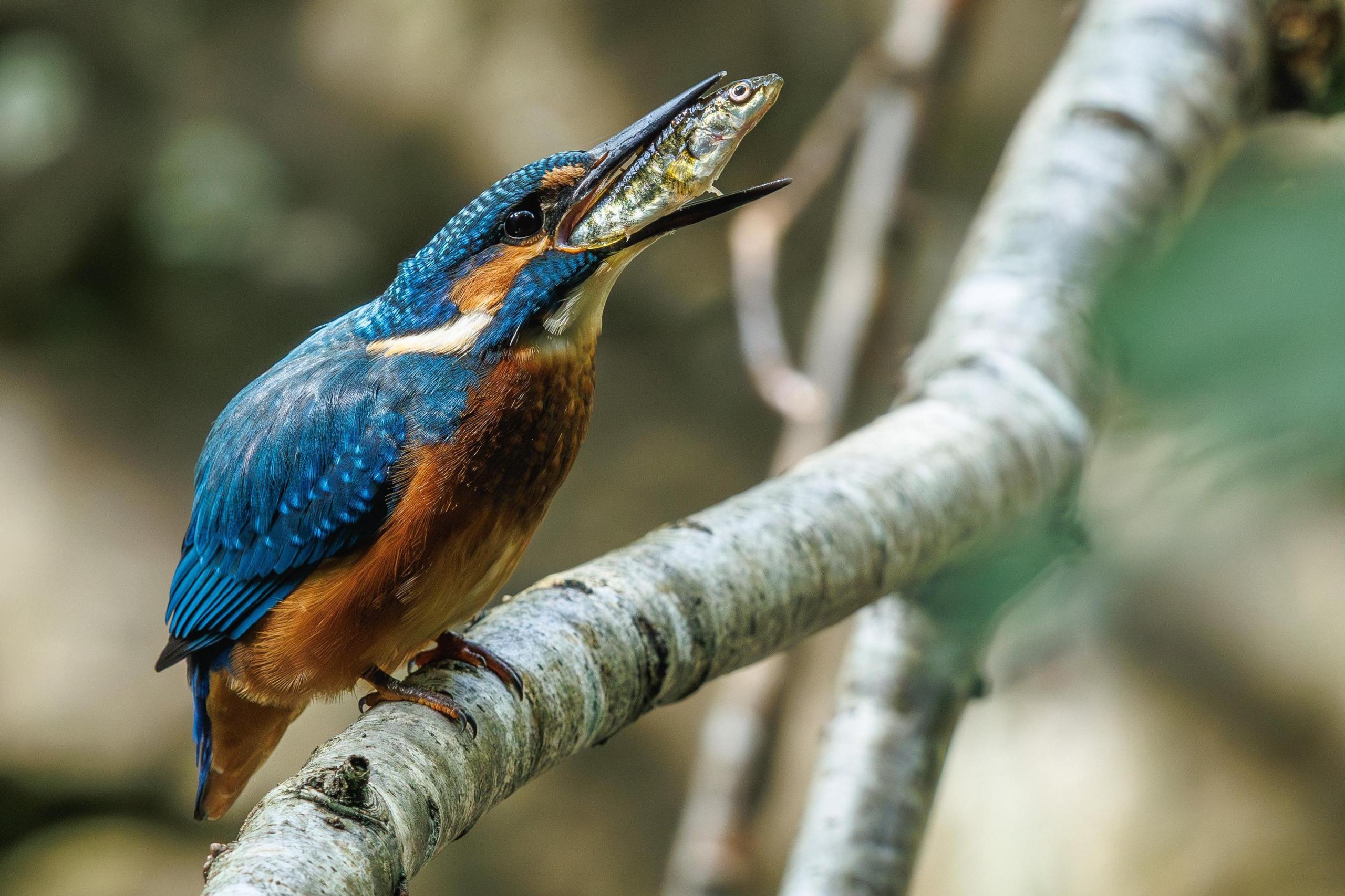 A bright Kingfisher bird on a branch, with a stickleback fish in its beak.