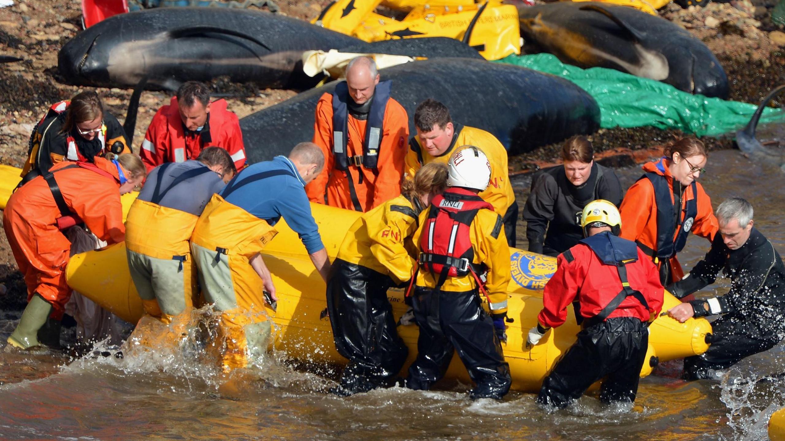 A team of rescuers dressed in yellow, black or orange waterproofs use a large yellow flotation aid to carry a stranded pilot whale from the shoreline to deeper water at Anstruther.