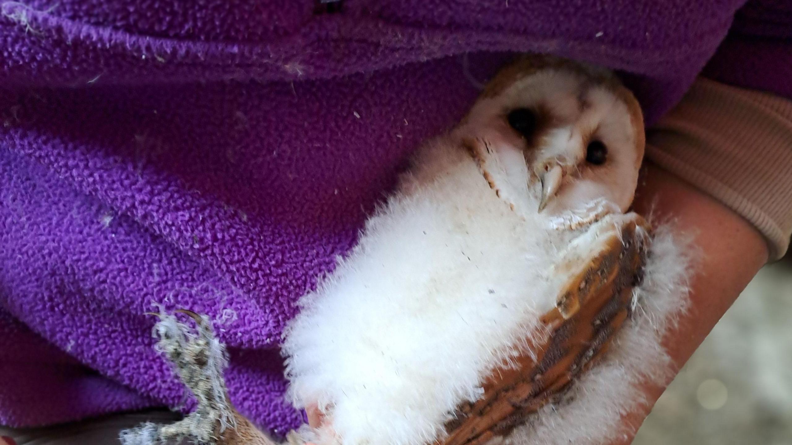 A brown and white fluffy owl chick laid in a hand, staring at the camera.