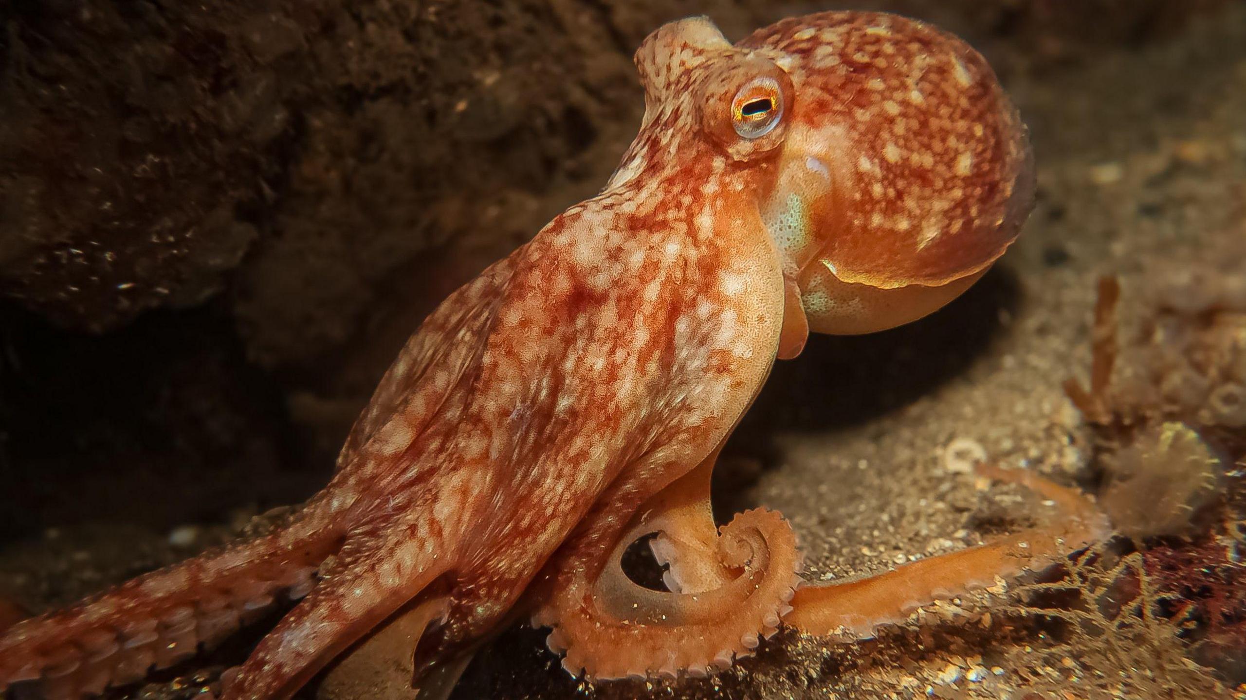 An Octopus near Wee Cumbrae