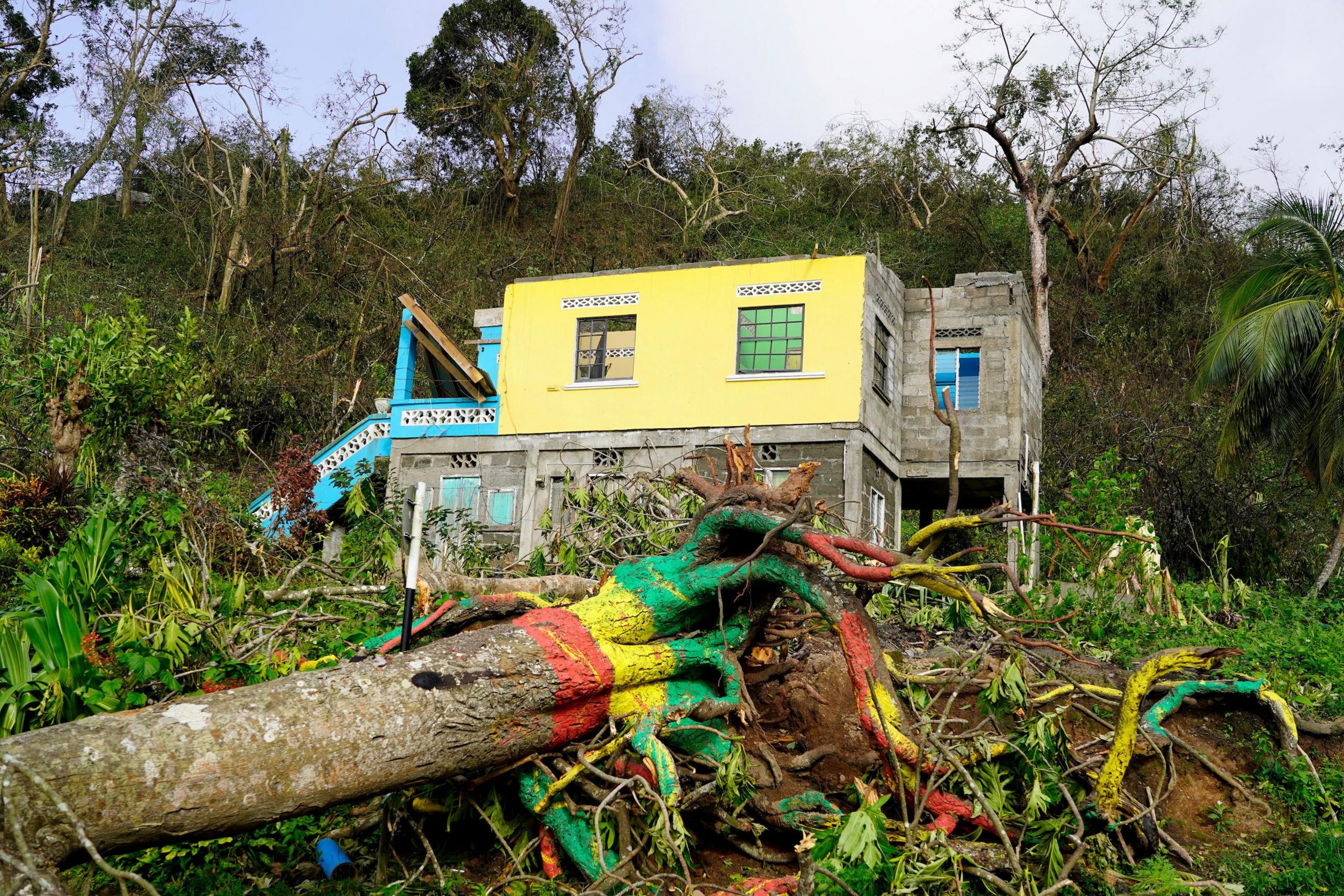 An uprooted tree with red, yellow and green paint around its base in front of a yellow and blue building missing its roof