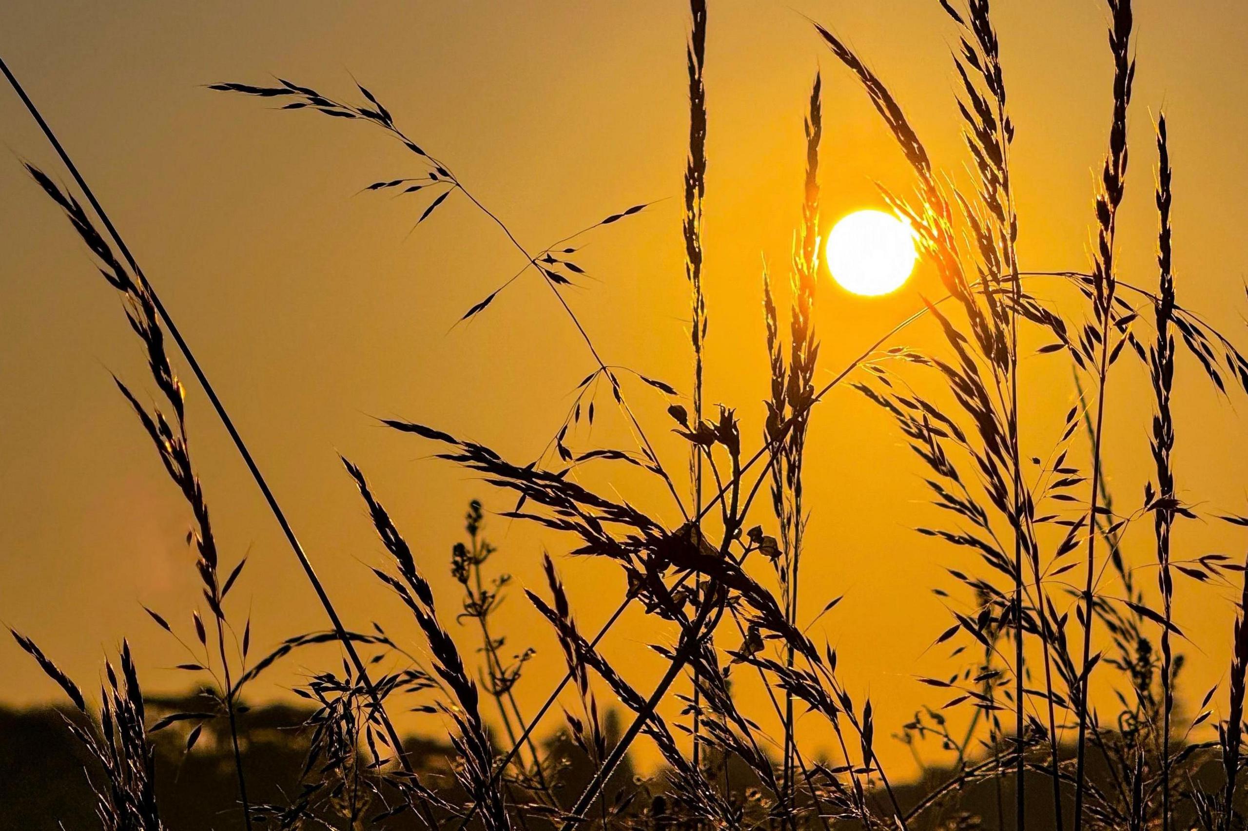 Silhouettes of grasses dominate the foreground with orange skies behind and a glowing sun descending