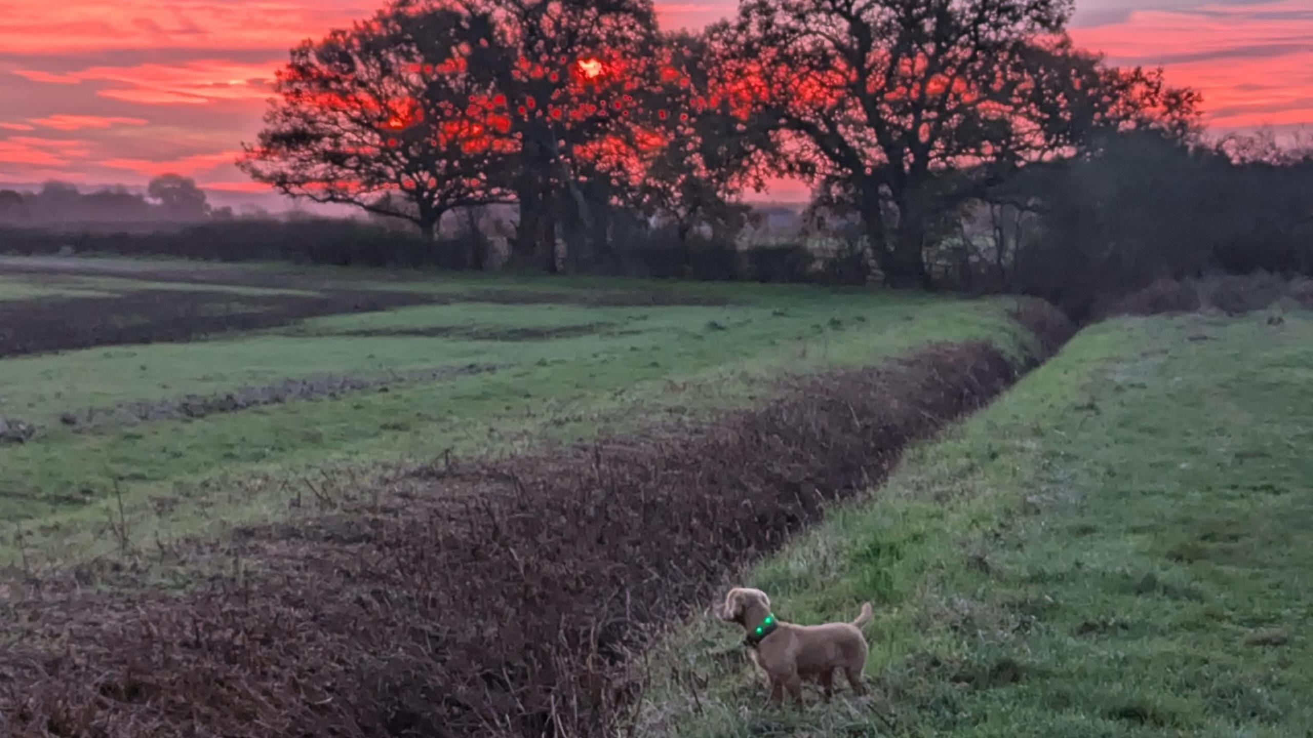 A small grey dog with a green collar stands in a field in the foreground of the picture looking back towards the horizon. The green field is split in two by a muddy ditch. Two large trees are silhouetted in a bright pink sky in the  background. Behind one, you can just about see the rising sun surrounded by a red patch of sky.