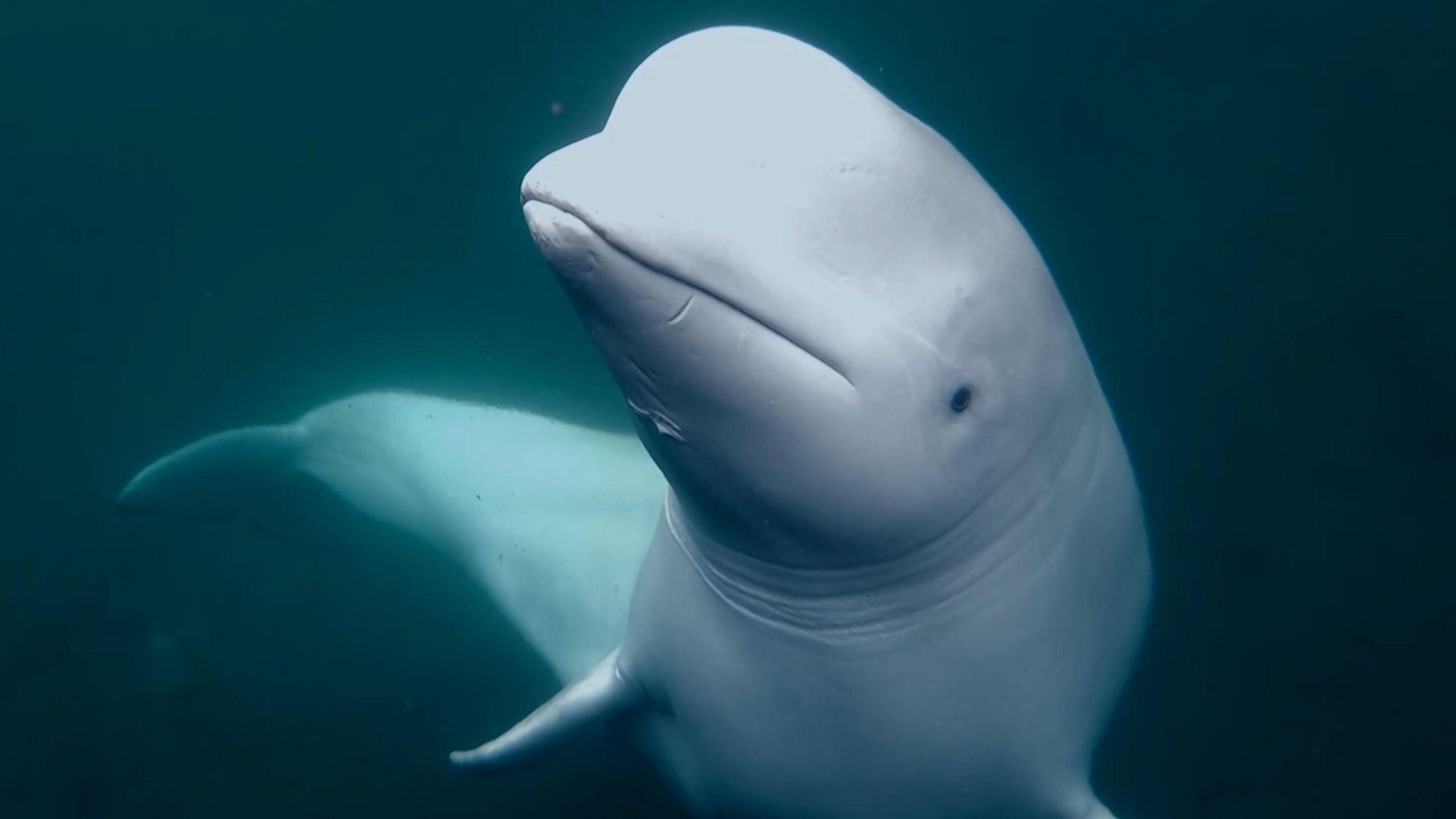 Tame beluga whale in the sea