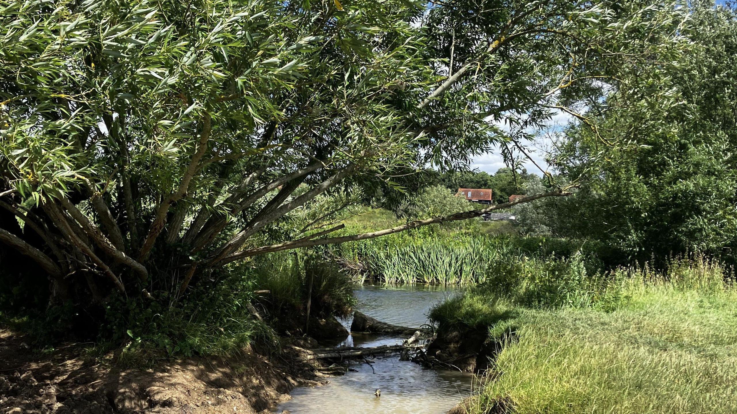 A river bank that has been breached as water flows onto grassland, with houses in the background.