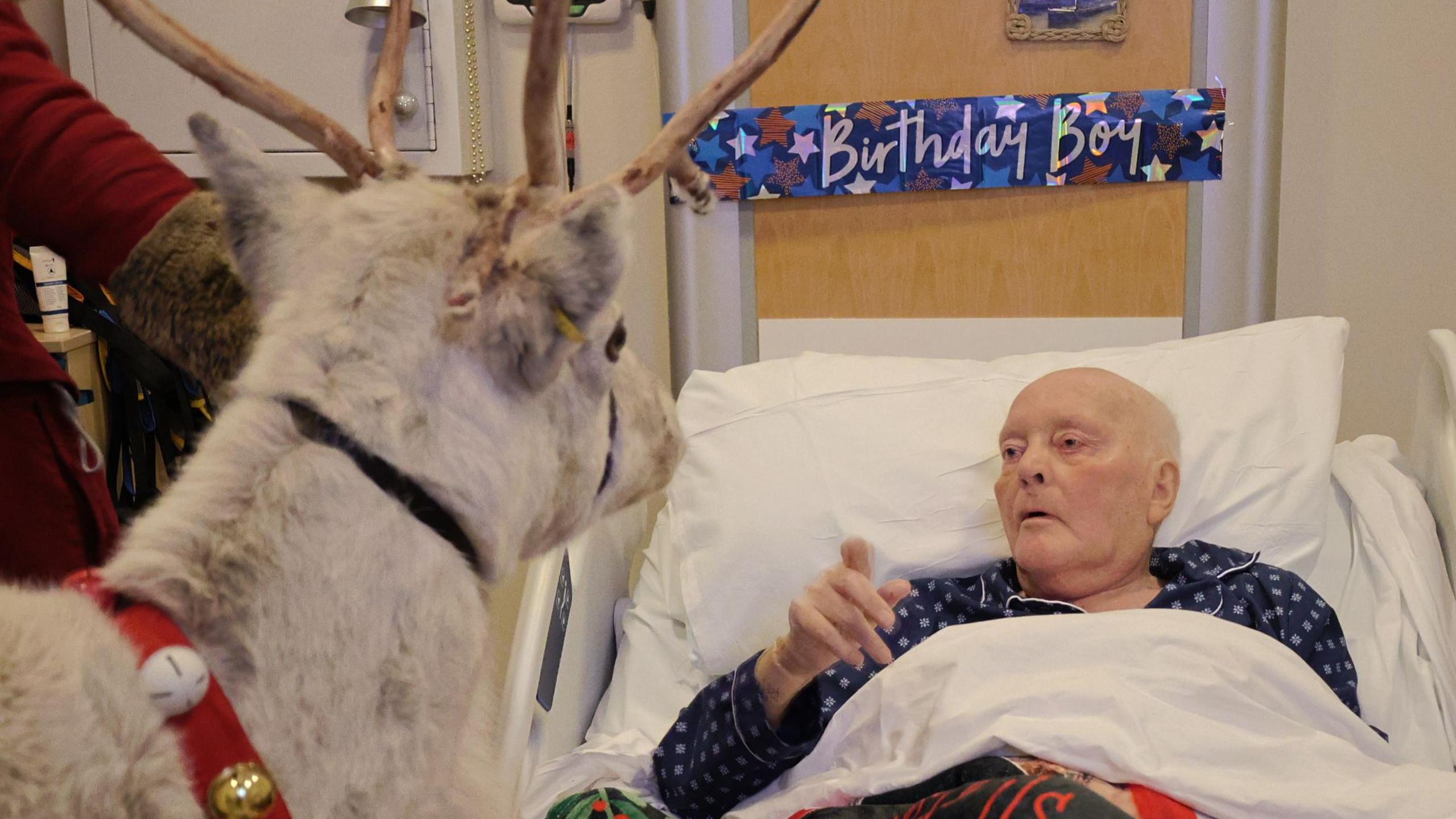 Mick Hodgson lies in a hospital bed in blue pyjamas, he is looking at a reindeer which has bells around its neck. 