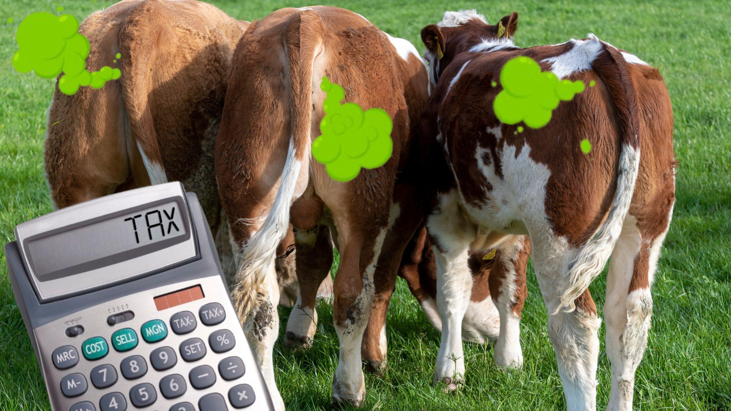 Image shows the rear end of three cows producing green "fart" gas stand in a field. There is a tax calculator in the foreground. 