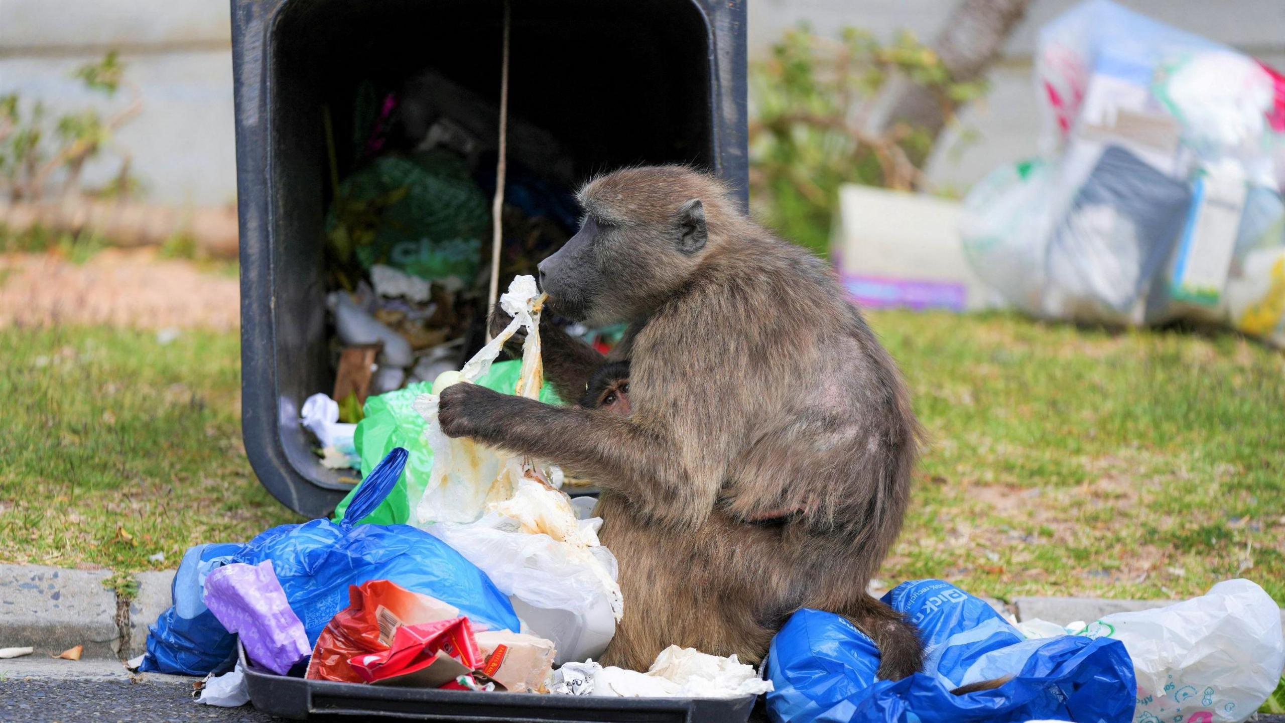 A  juvenile Chacma baboon picks out food from a garbage bin in Cape Town, South Africa - Monday 14 October 2024.