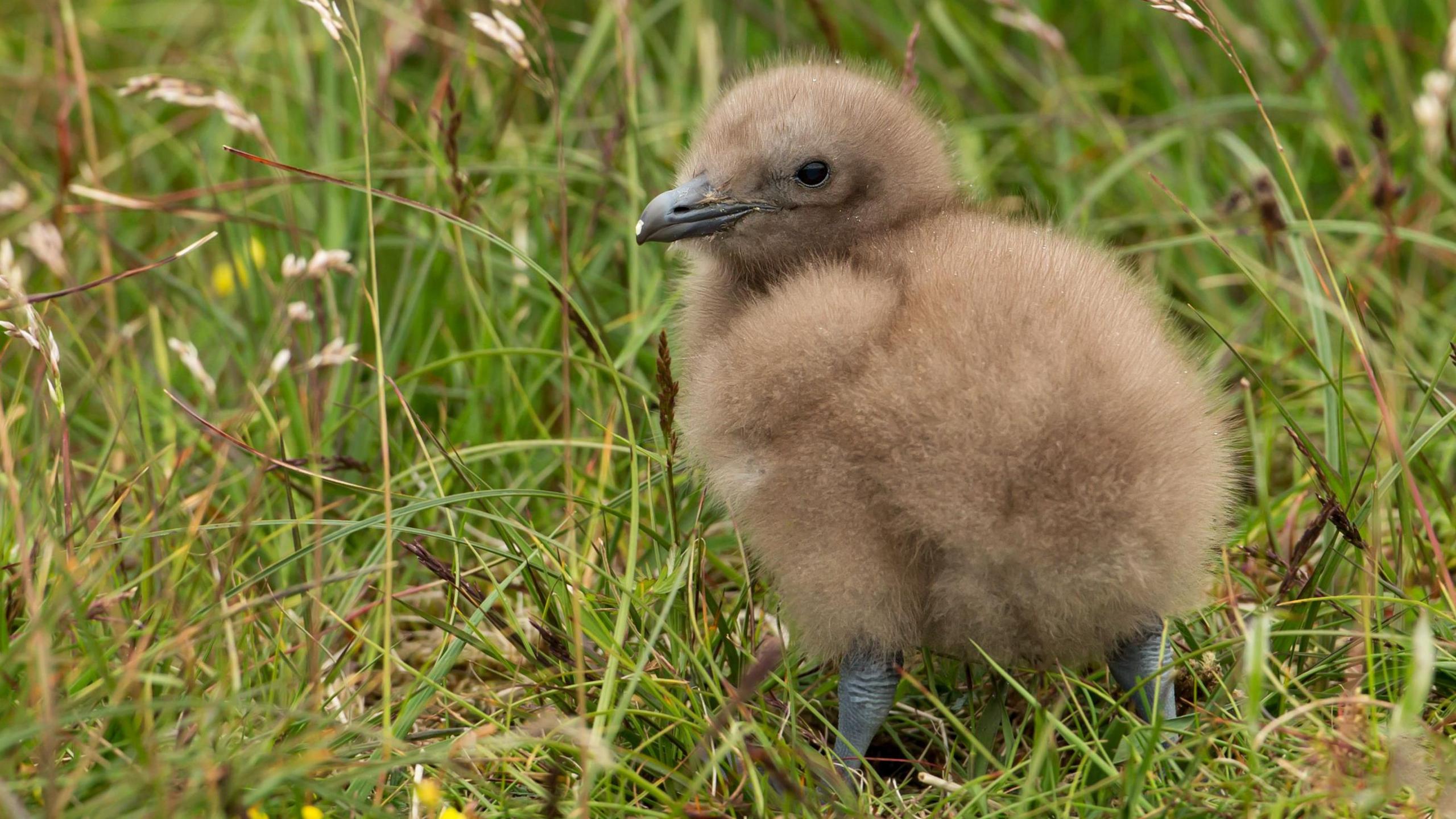 Great Skua chick