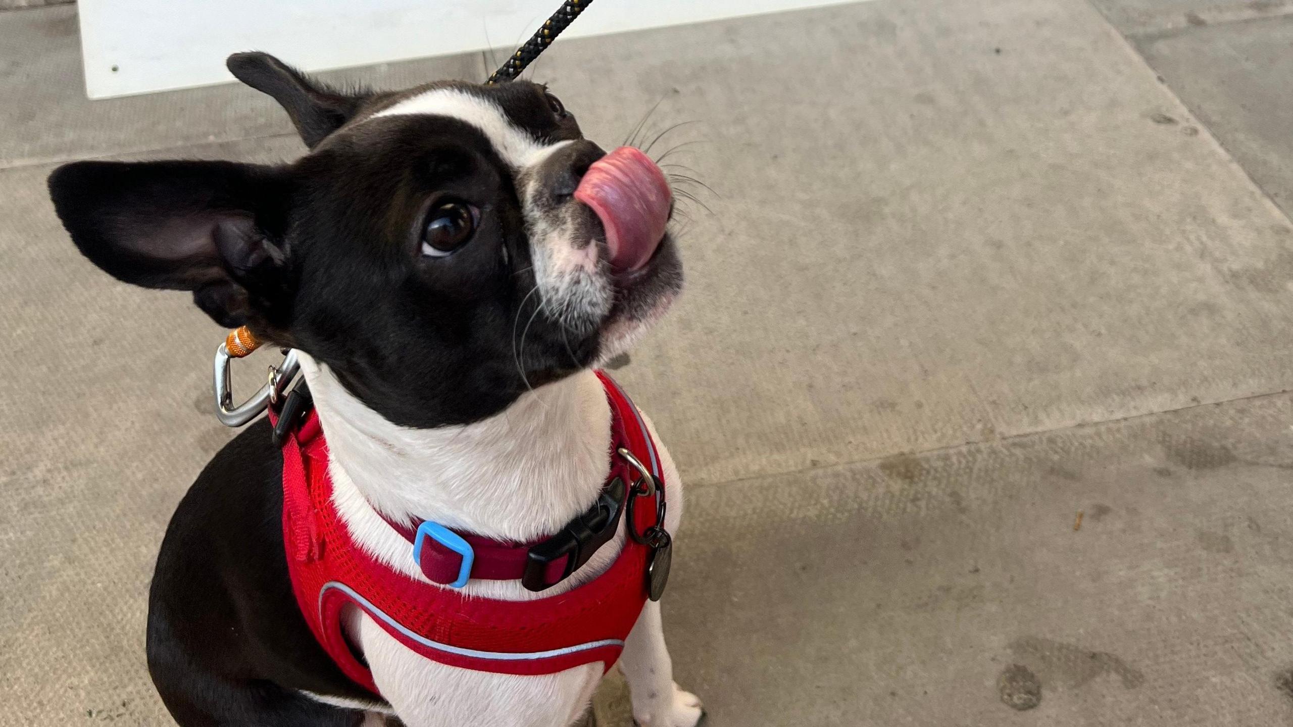 Luna the dog looks to be hoping for a treat after waiting for her owner to vote.