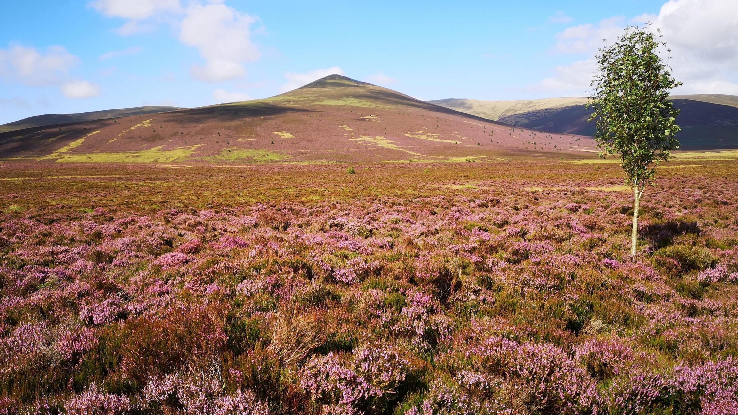 A mountain in the distance with purple heather at the front 