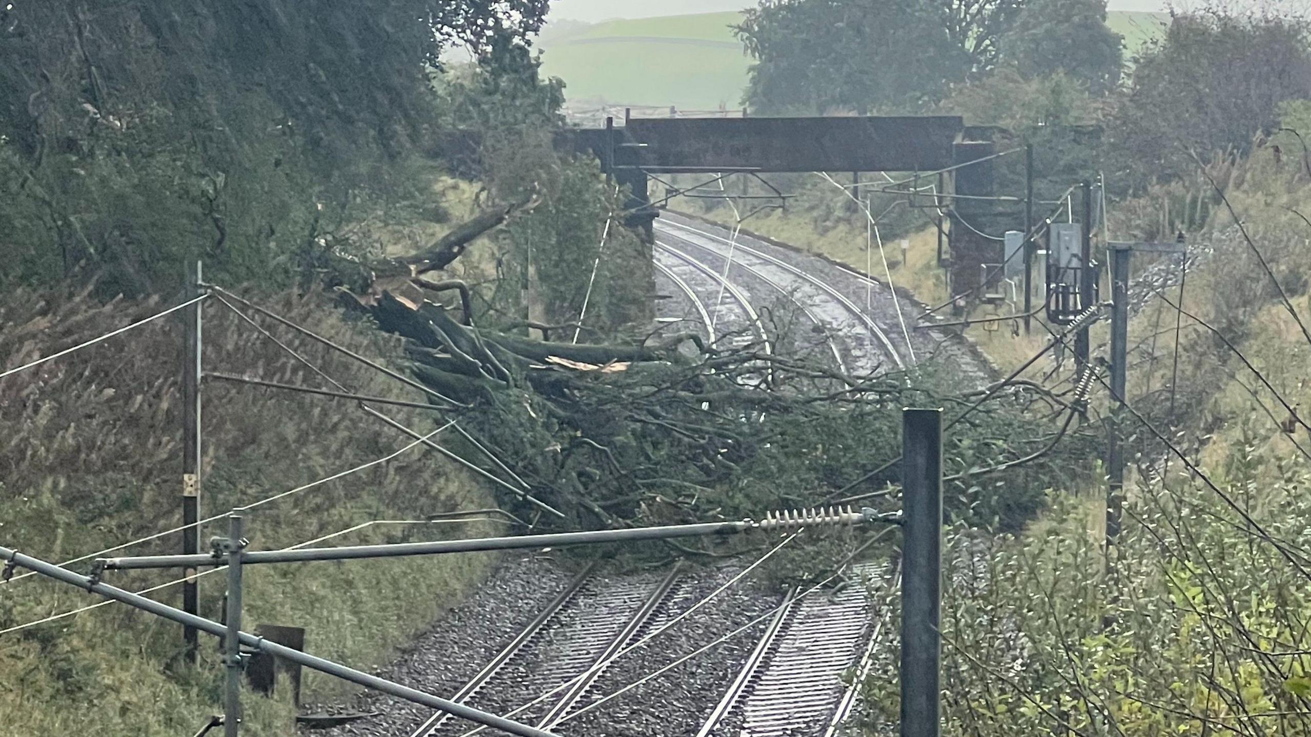 A tree across the rail lines near Beattock with a railway bridge in the background