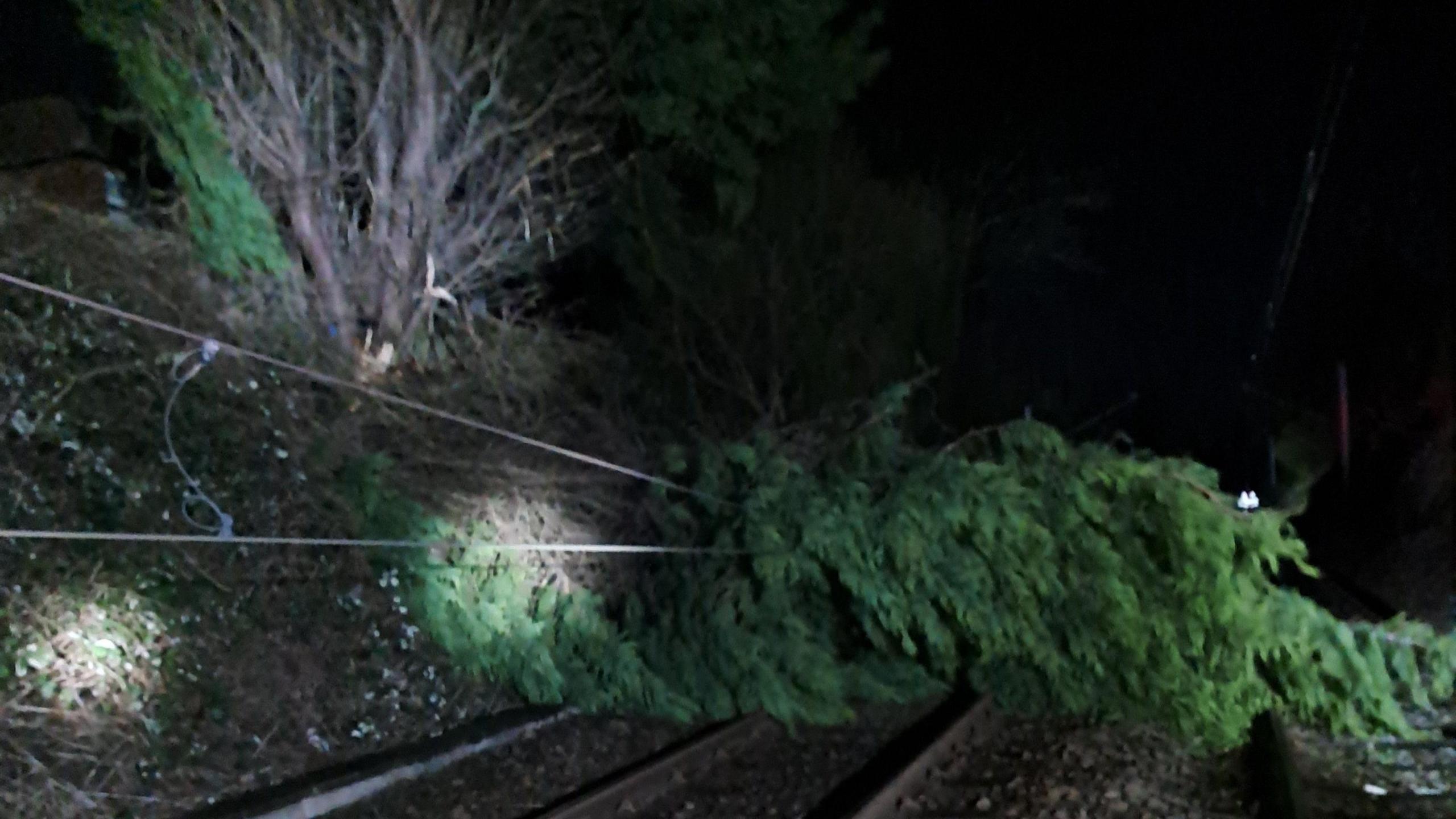 Fallen tree