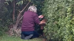 A blurry still, from a video, of a woman in a purple jumper with her hands near a hedge. A dog's head can be seen peeking out the hedge.