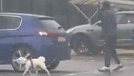 Blurry CCTV footage showing a man dressed in all black walking behind a small white dog in a car park.