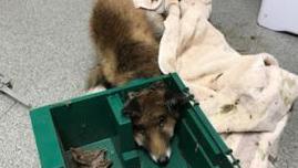 Fox with head stuck in bait box