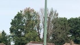 A tall but thinning tree sits in between green, thick trees