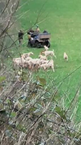 A group of hounds are swarm around something in a field. People on foot in tweed clothing are in the background. A hedge is in the foreground. 