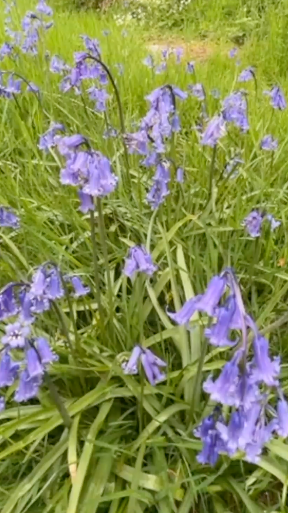 Bluebells in the grass