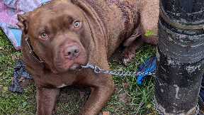 A brown dog tied to a black pole by a metal chain. The dog is lying on the grass and there is some blood on its side