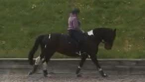 A rider dressed in purple and black rides a dark coloured horse