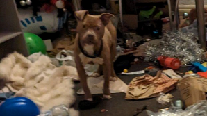 A brown Boxer-type dog can be seen amongst lots of rubbish and debris scattered across the floor in the property.
