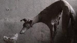 A black and white photo of a greyhound-type dog sniffing something