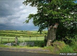 Unionist Posters on Tree, County Tyrone, 1985, from the series Troubled Land, Pigment ink print