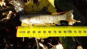 A dead fish on the ground. A yellow ruler measures its length.