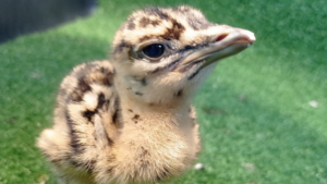 A great bustard chick is pictured on what appears to be artificial grass. It is a beige colour with darker brown markings and brown eyes.