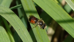A close-up of a bee with a red girdle standing on the leaf of a plant.