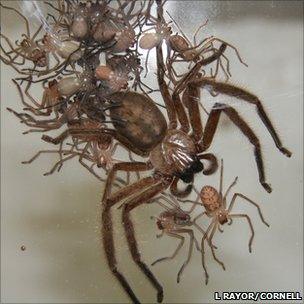 A family group of social huntsman spiders, Delena cancerides (Image: L Rayor, Cornell University)