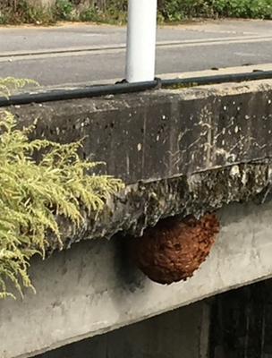 A close-up of the nest underneath the bridge