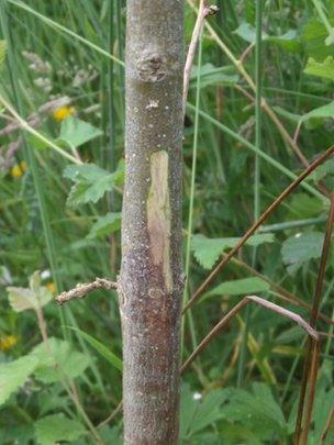 Ash Dieback has been found on around 100 sites in Northern Ireland