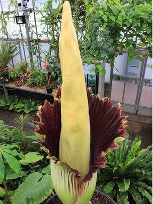 The giant Amorphophallus Titanum Pic: Huw Williams