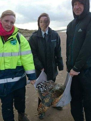 Rescuers with turtle