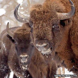 Modern European bison (or wisent - Bison bonasus) from the Białowieża Forest in Poland