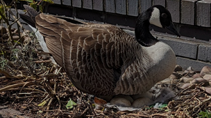 Canada goose