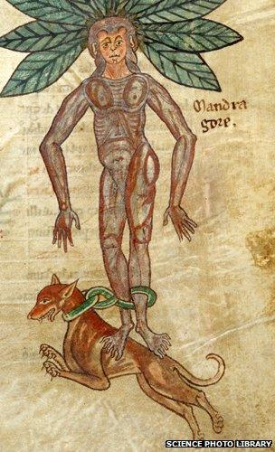 A mandrake chained to a dog which pulls it from the ground. Originally published in S. Netherlands (Liege); circa 1175