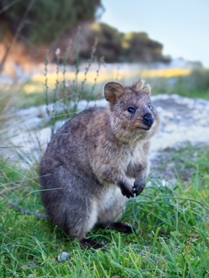 A quokka on Rottnest Island