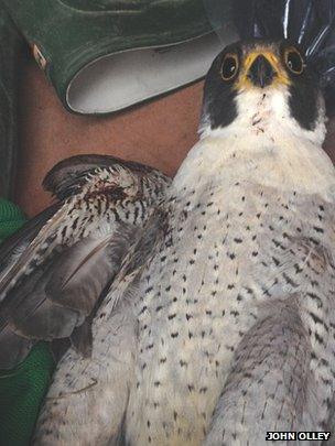 Shot peregrine falcon