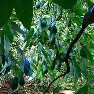 Avocadoes in tree