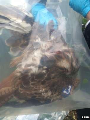 This red kite was deliberately shot in County Down