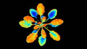 Fluorescence image of Arabidopsis plant