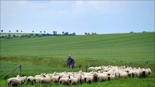 Flock of sheep