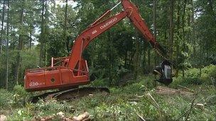 Tree felling