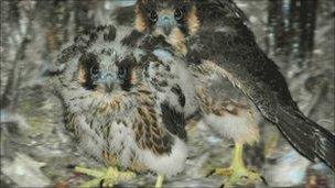 The peregrine falcon chicks