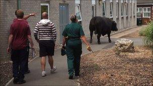 Staff guide the bull at the Kent and Canterbury Hospital